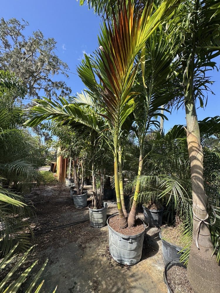 Installed plants and flowers in a landscape bed