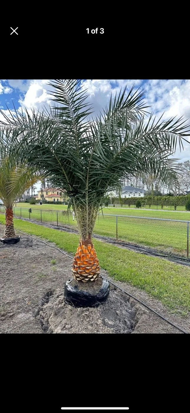 Ornamental Trees & Plant Installation service
