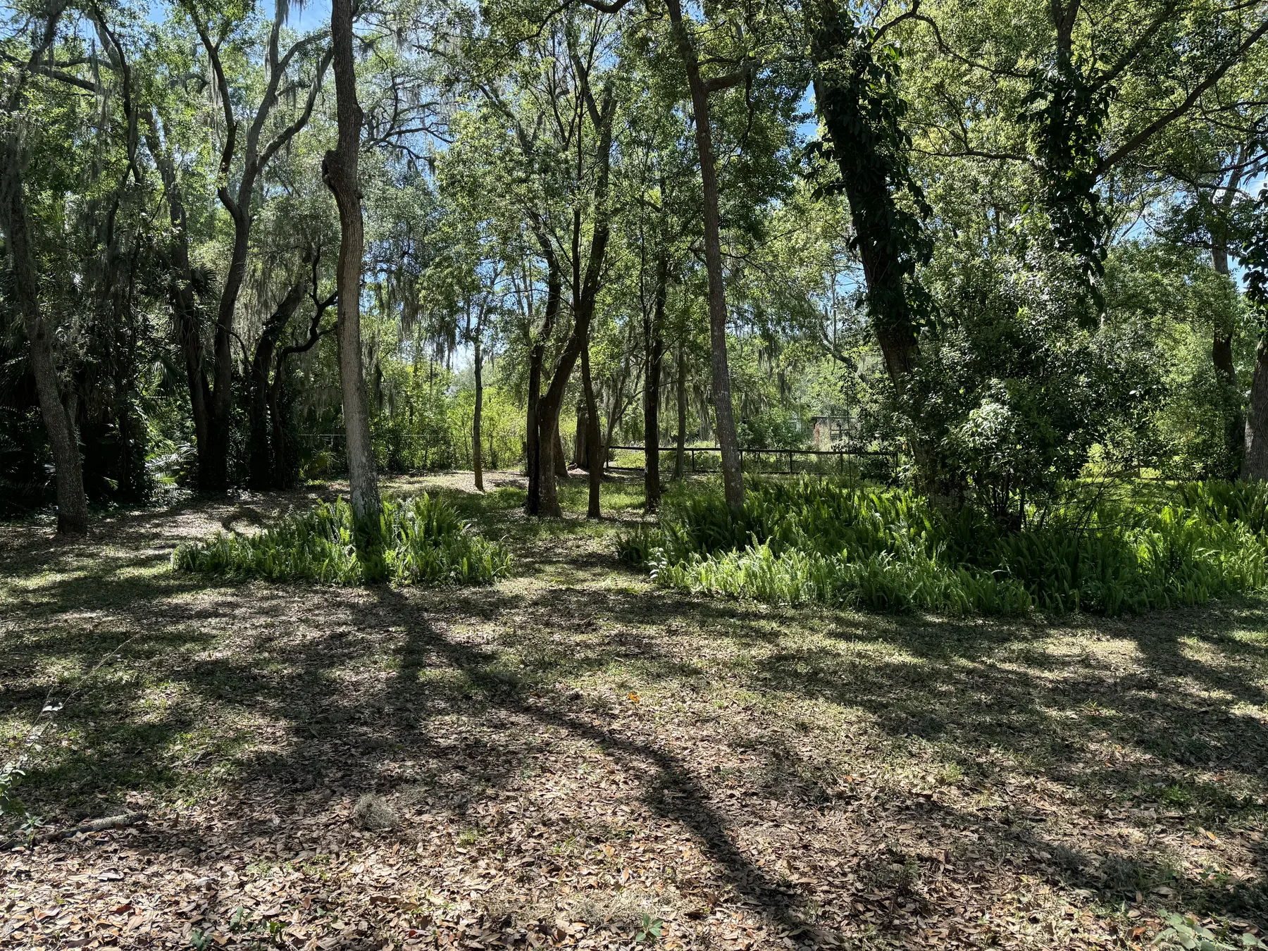 Wooded garden clearing beneath a mature tree canopy
