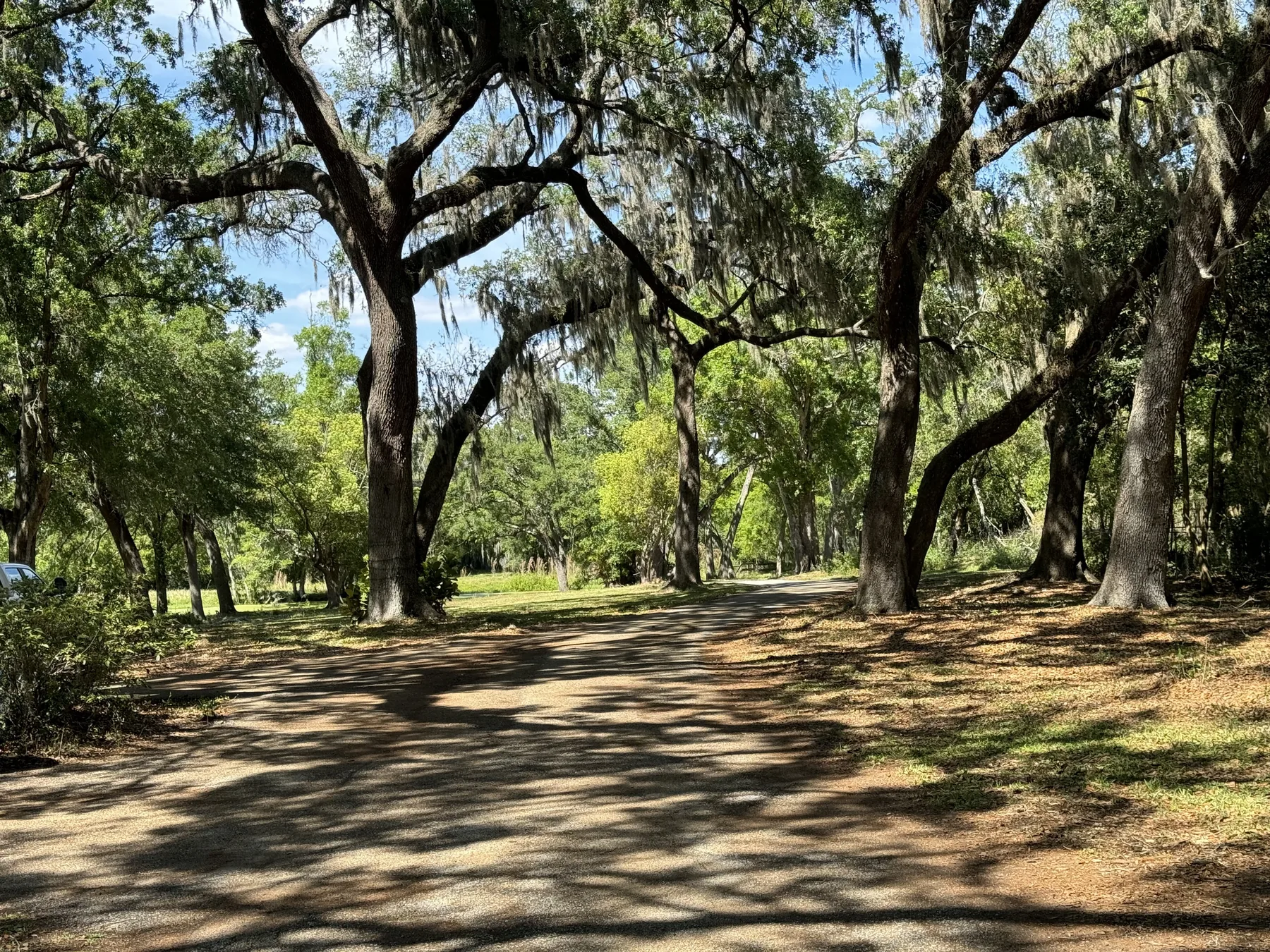 Oak-lined drive through spacious residential grounds