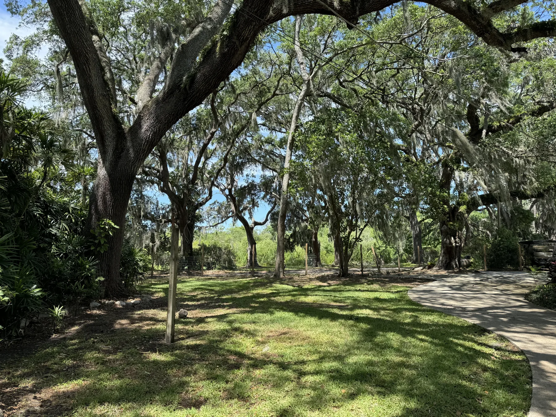 Tree-lined drive crossing maintained estate grounds