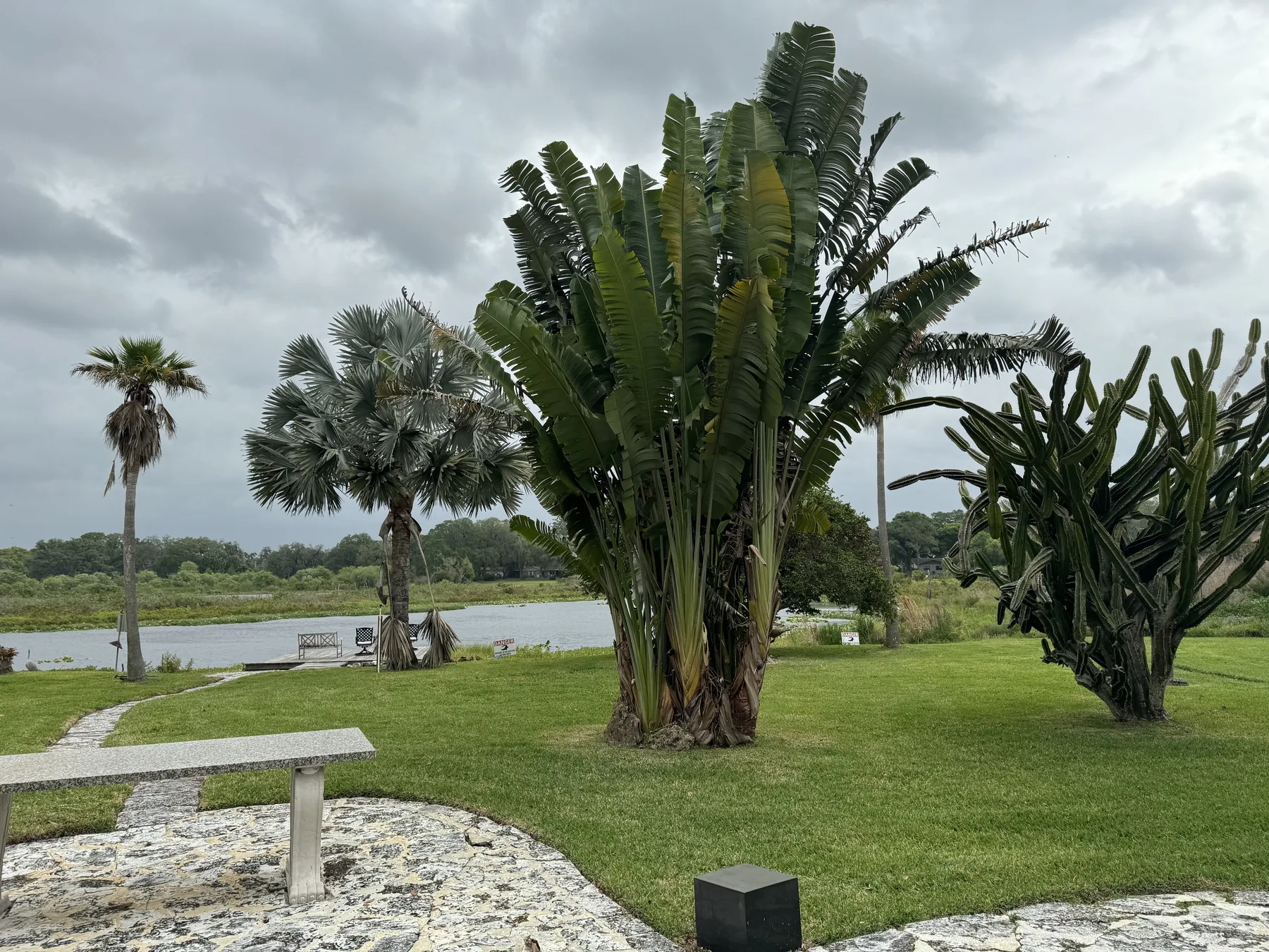 Tropical lakeside landscape with palms and specimen plants
