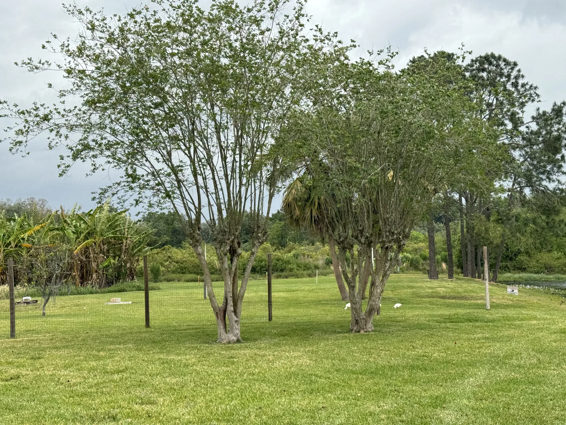 Multi-trunk landscape tree within an open maintained lawn