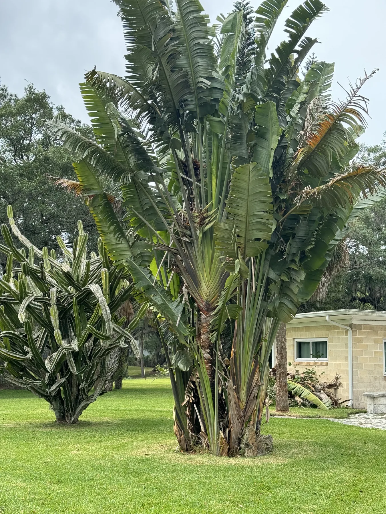 Close view of a mature tropical specimen plant