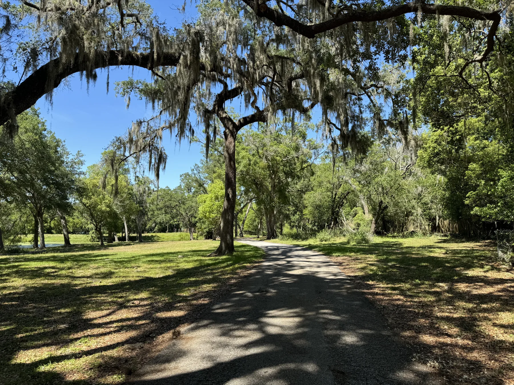 Oak-canopied driveway through large residential grounds