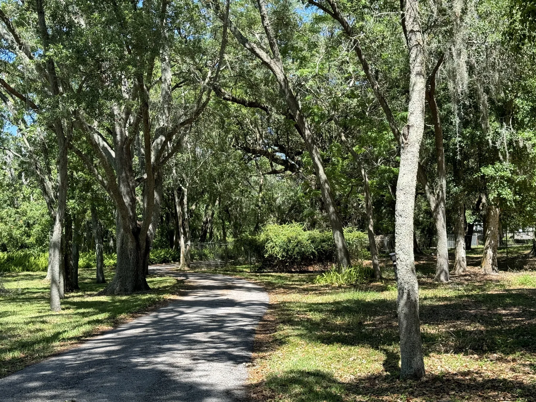 Shaded drive bordered by mature trees and maintained lawn