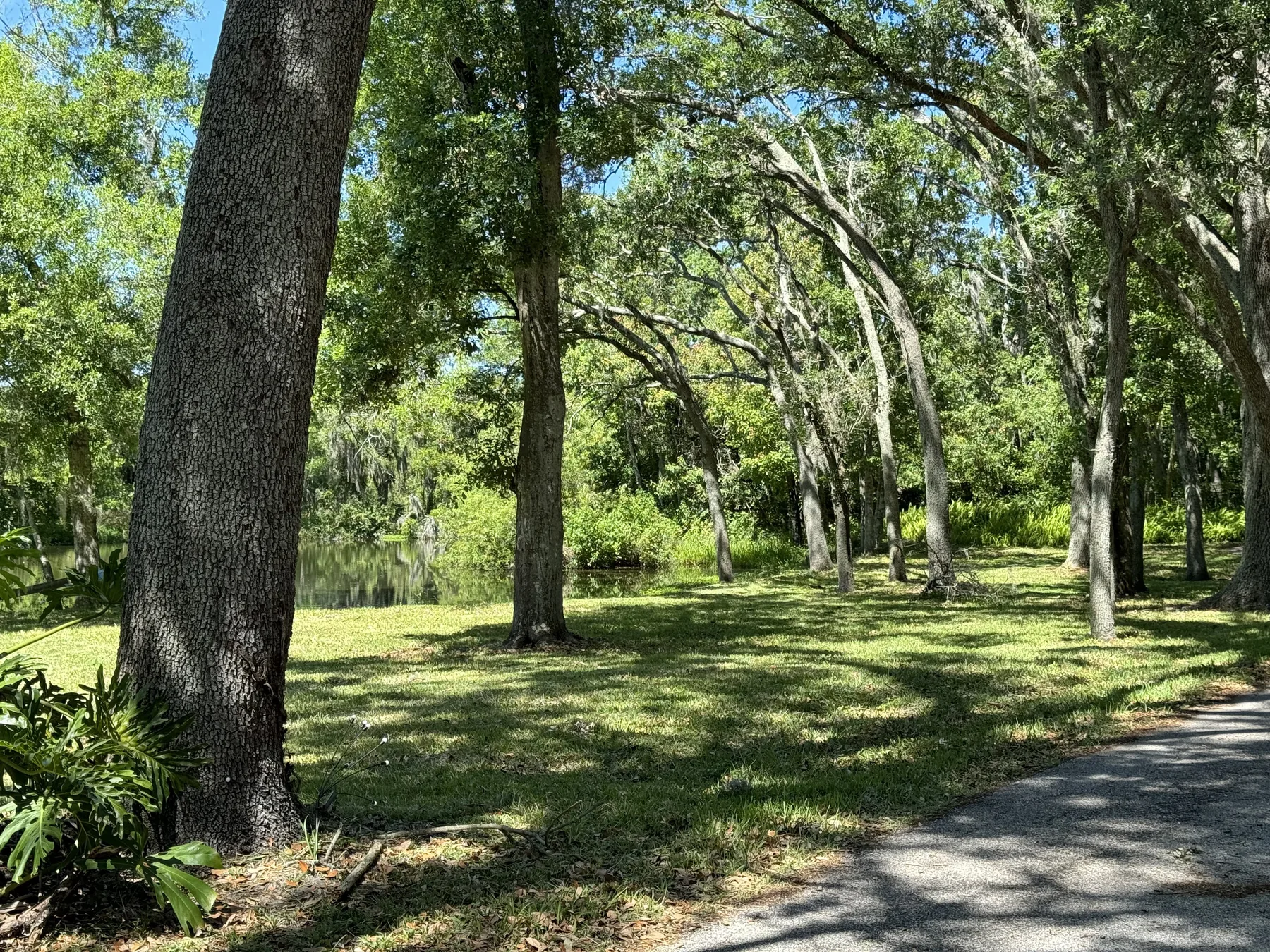 Mature shade trees across open residential grounds