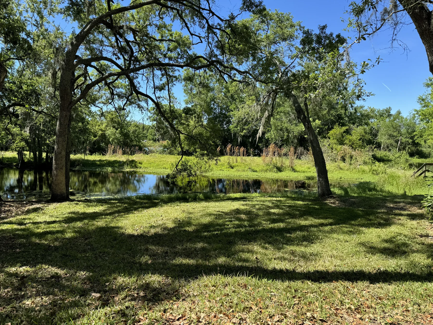 Pond-side lawn framed by a sweeping tree canopy