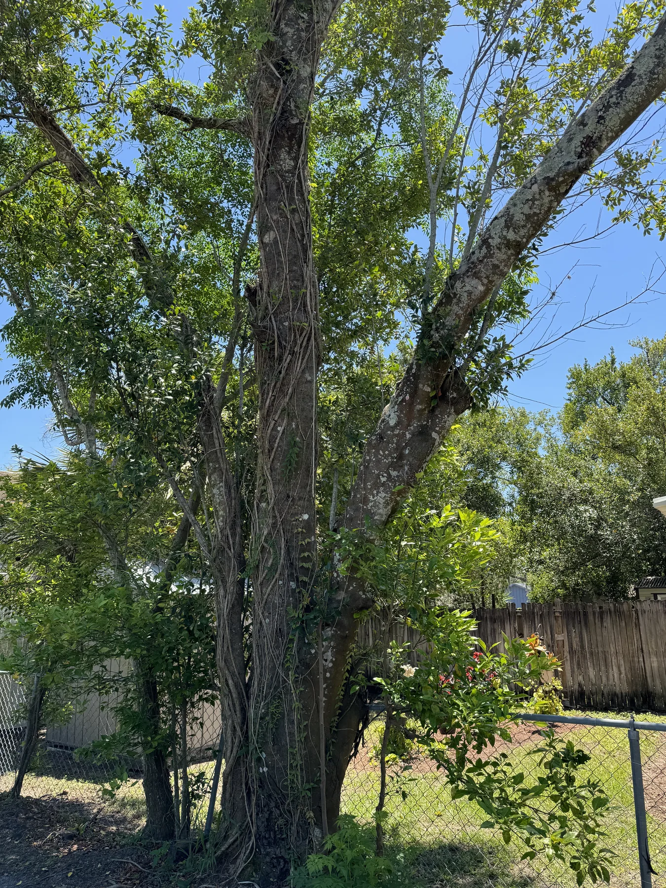 Tree Service service