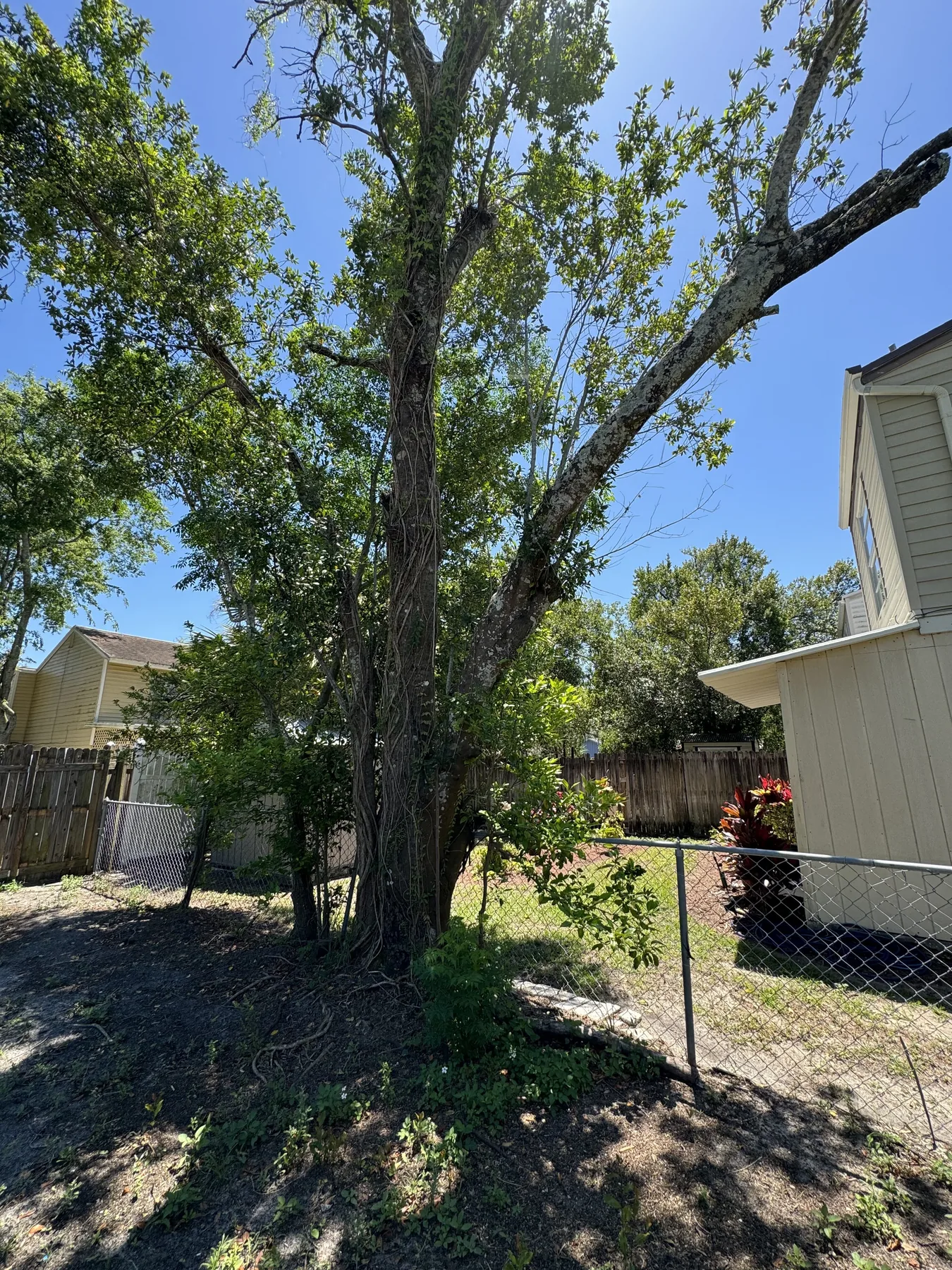 Cluster of mature trees beside a residential property