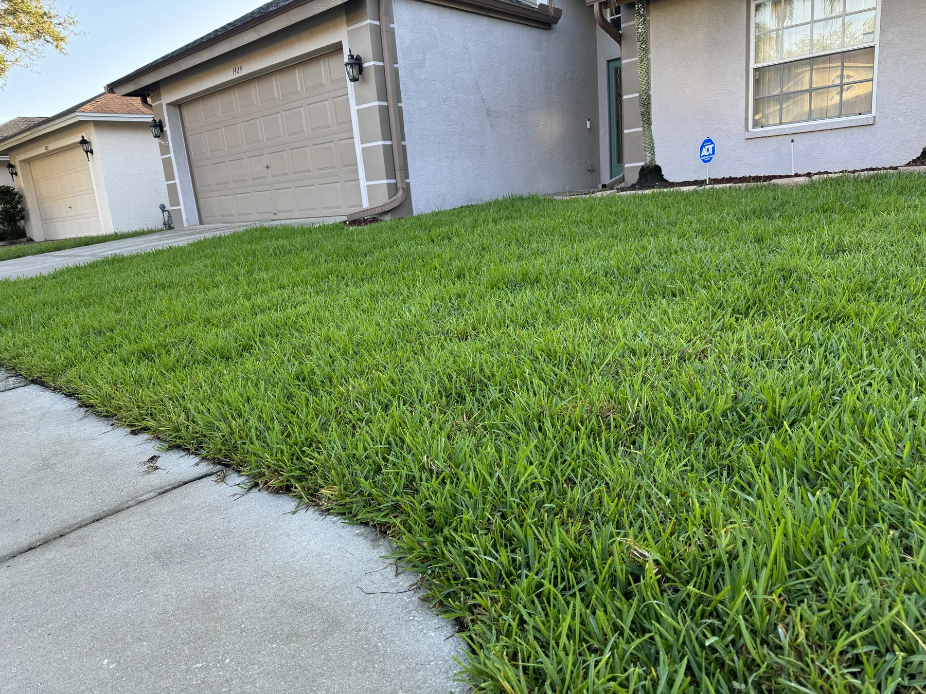Dense new lawn installed beside a home and sidewalk