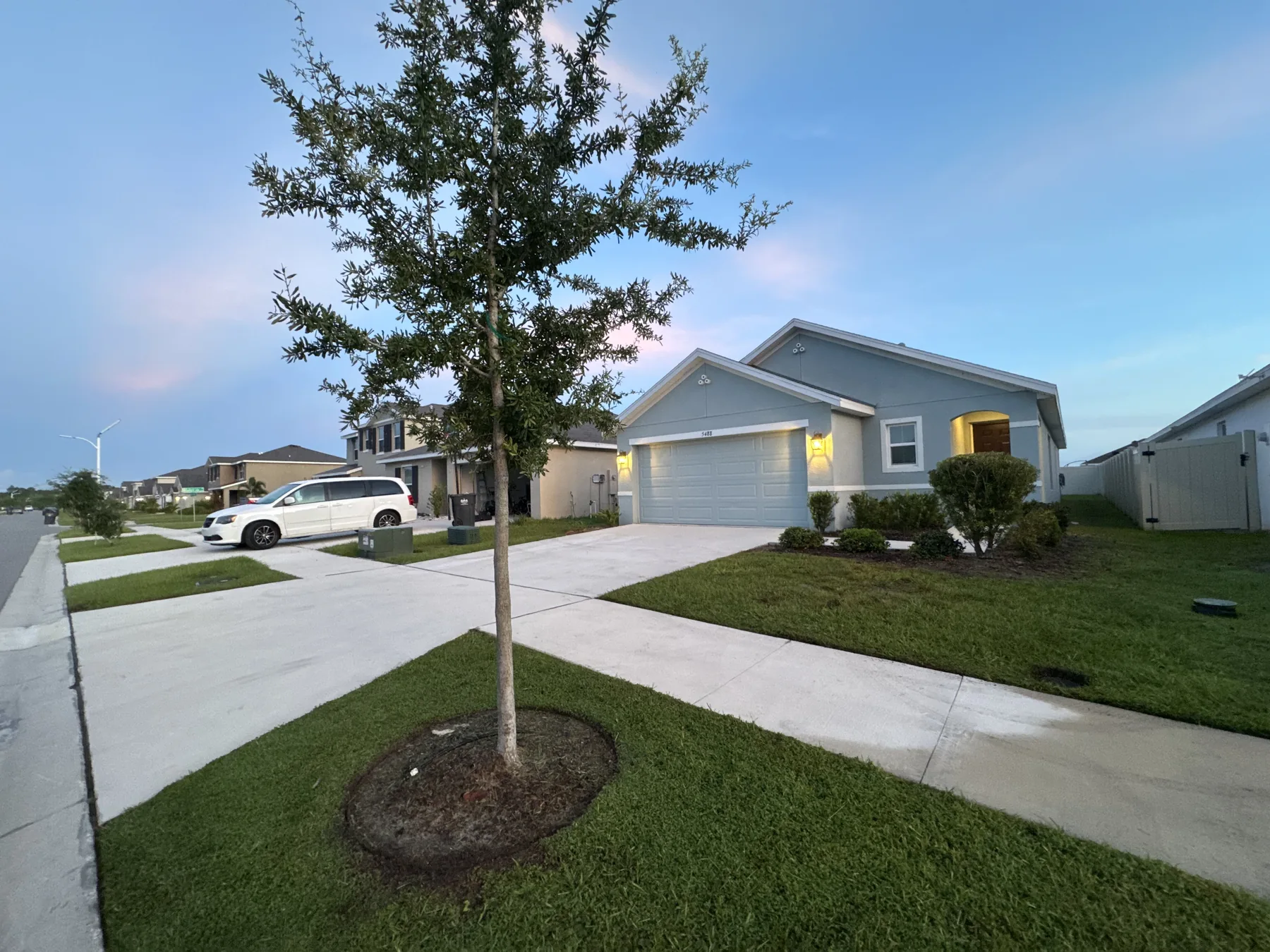 Maintained neighborhood lawn with a young shade tree