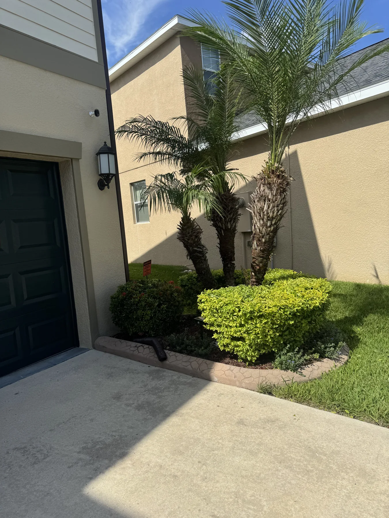 Compact entry planting bed with palms and trimmed shrubs