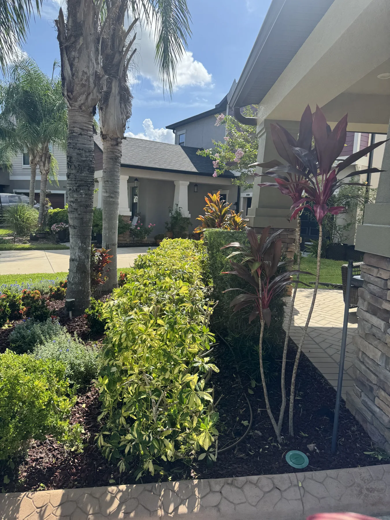 Tropical accent plants rising above a maintained hedge