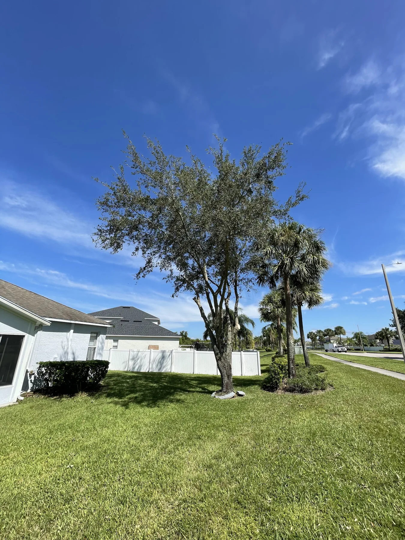 Pruned landscape tree within a maintained residential lawn