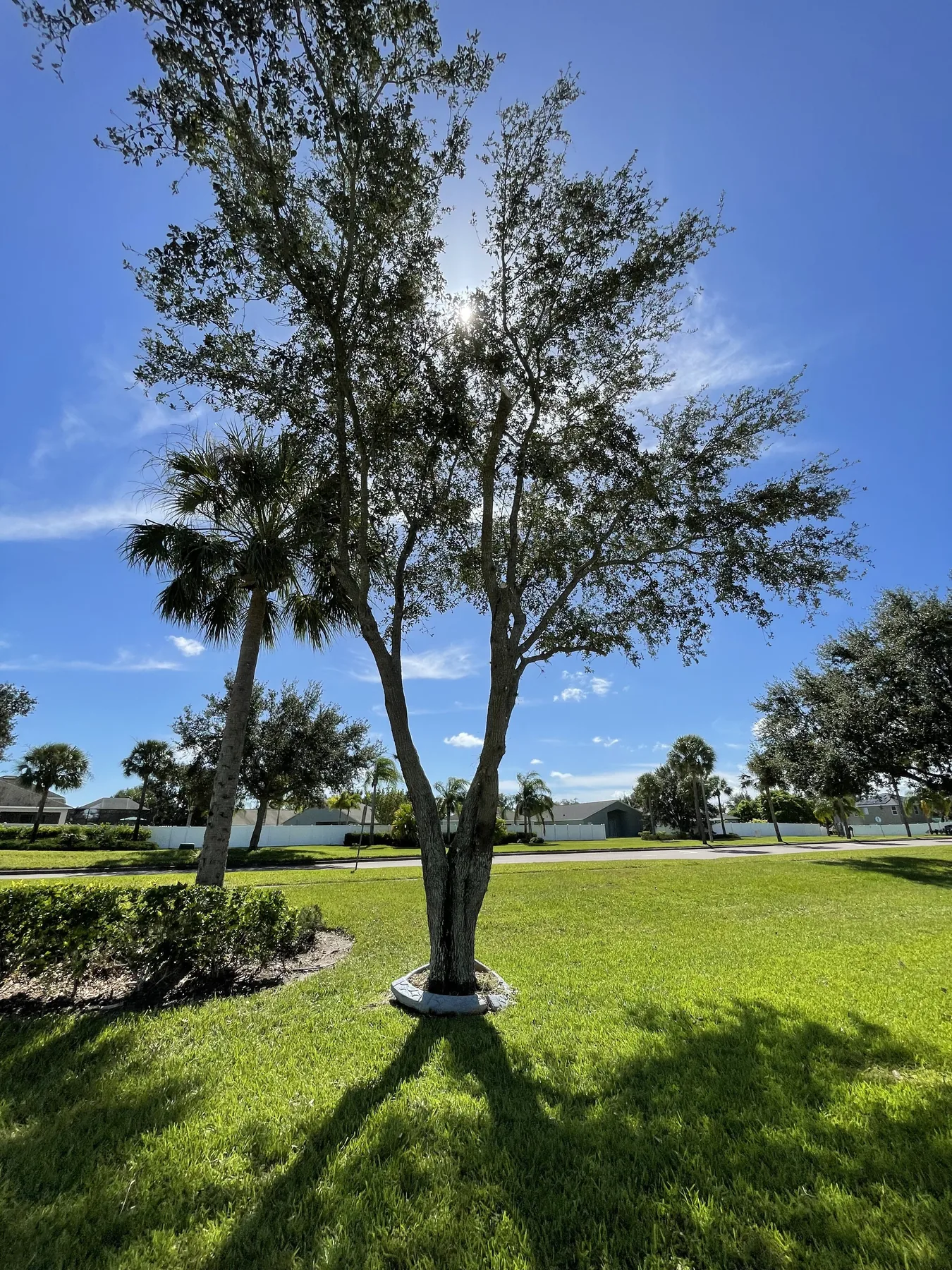 Palms, shade trees, hedges, and lawn across a corner property