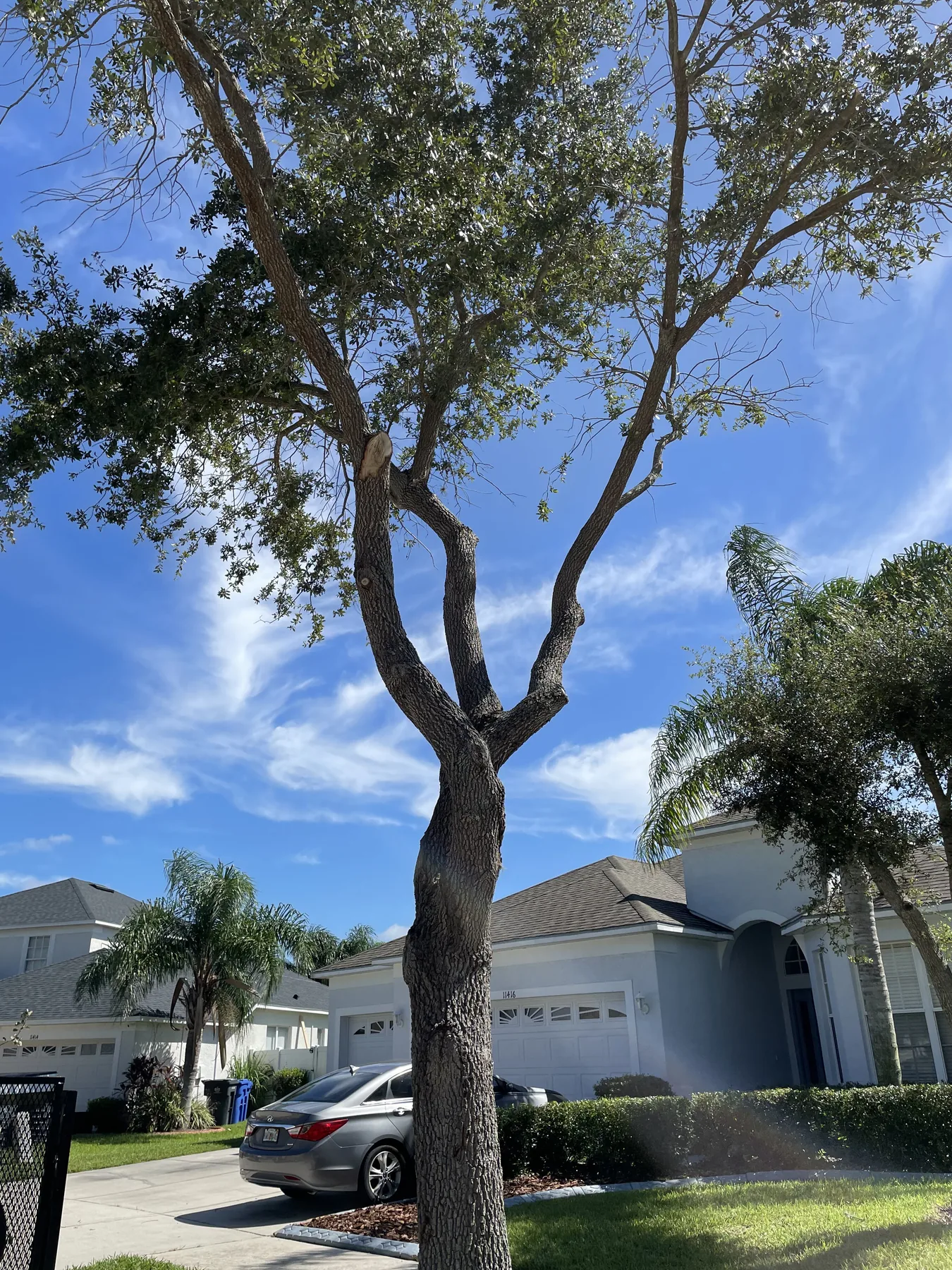 Recently pruned mature tree above a residential landscape